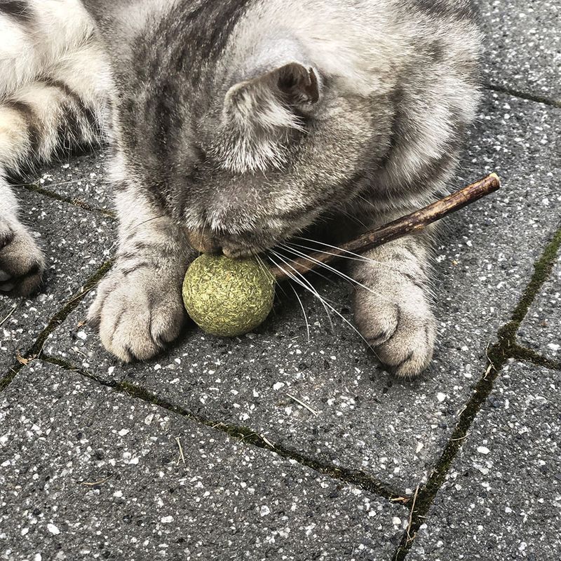 Aumüller Silver Vine Dental Lollipop Cat Treat 1 Set (2 pieces)