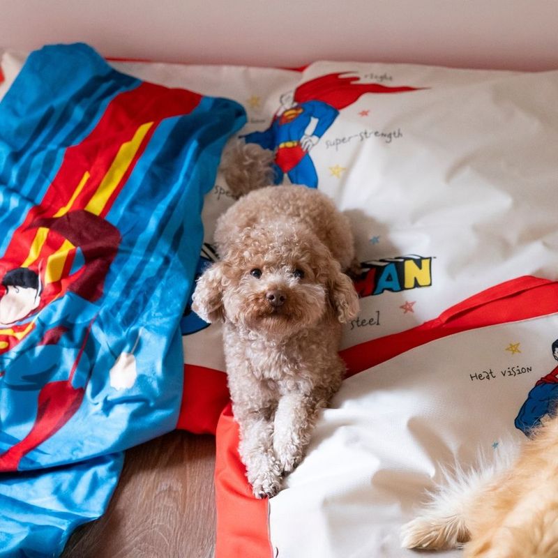 Warner Bros™ DC Superman Pet Blanket 100 x 70 cm (L x W)