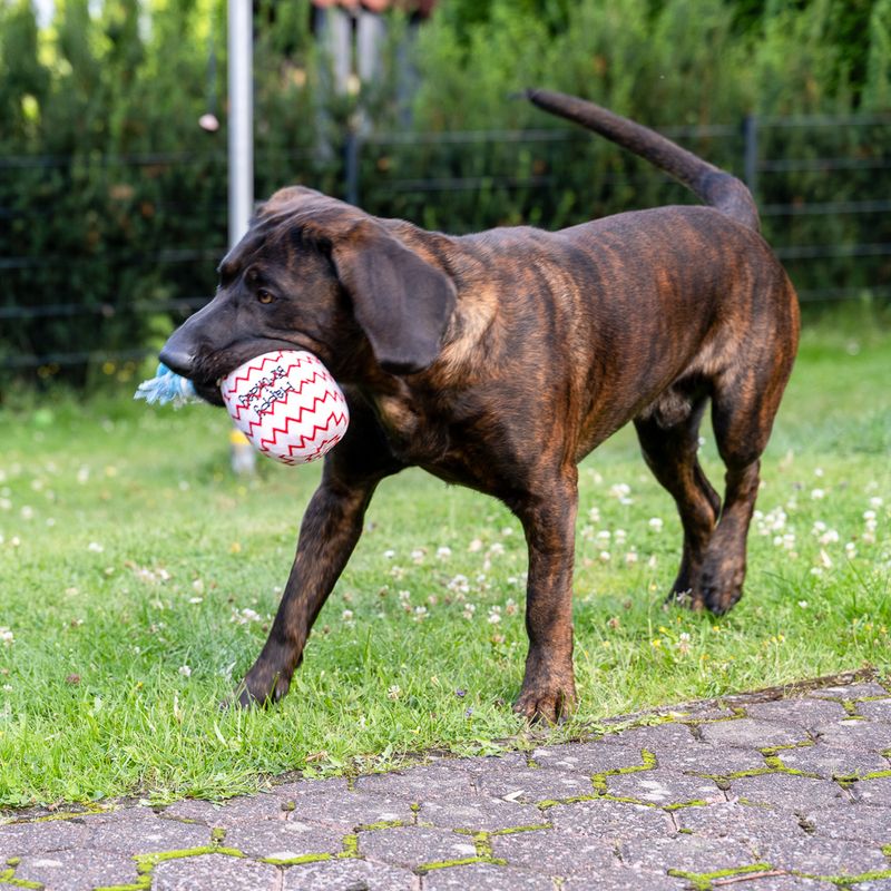 TIAKI Birthday Balloon Dog Toy diameter 9 x (L) 30 cm