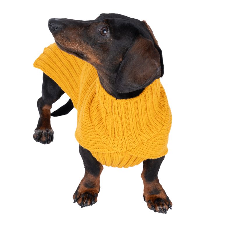 TIAKI Gold Dog Jumper approx. 35cm (Back Length)
