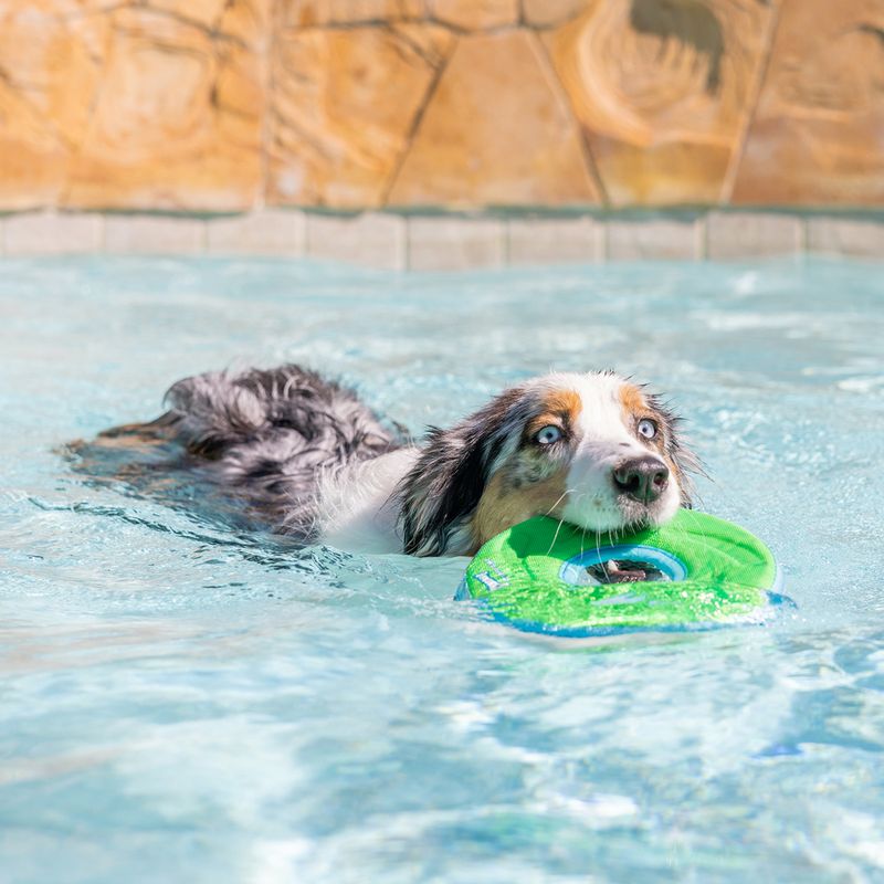 CHUCKIT! Zipflight Dog Toy Size M: 21.6cm (diameter)