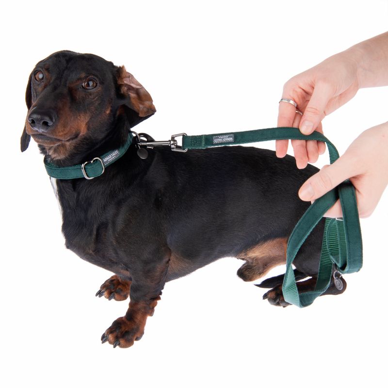 Nomad Tales Blush Collar - Emerald Size XS: 24 - 36 cm neck circumference, W 10 mm