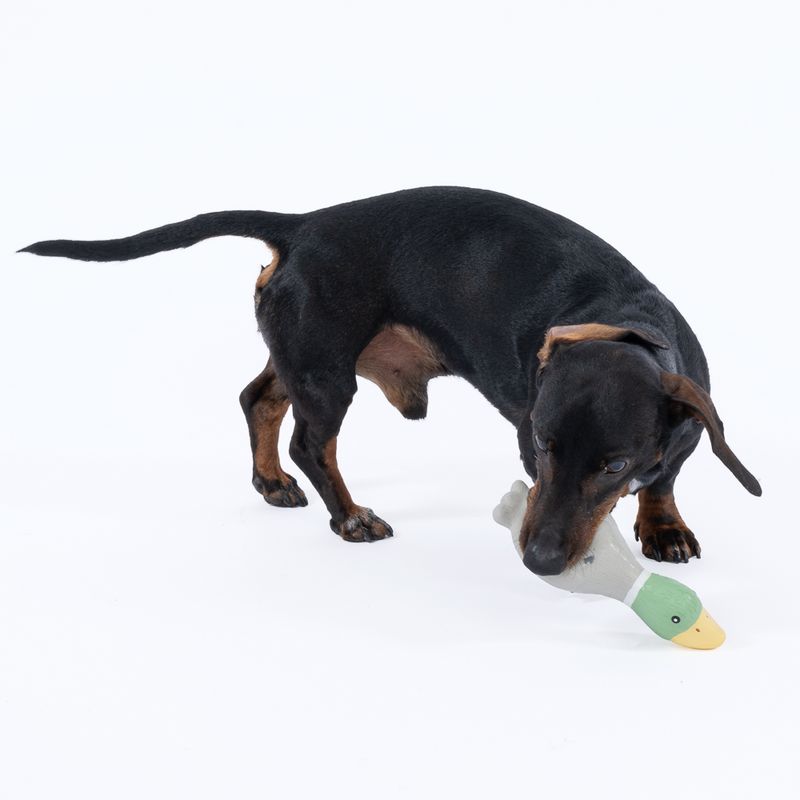 TIAKI Wild Duck Latex Dog Toy 19.5 x 7 x 5.5 cm (L x W x H)