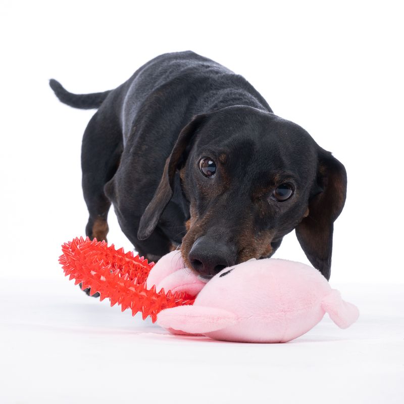 Warner Bros™ Harry Potter Dobby with Ring Dog Toy approx. 19 x 15 x 5 cm (L x W x H)