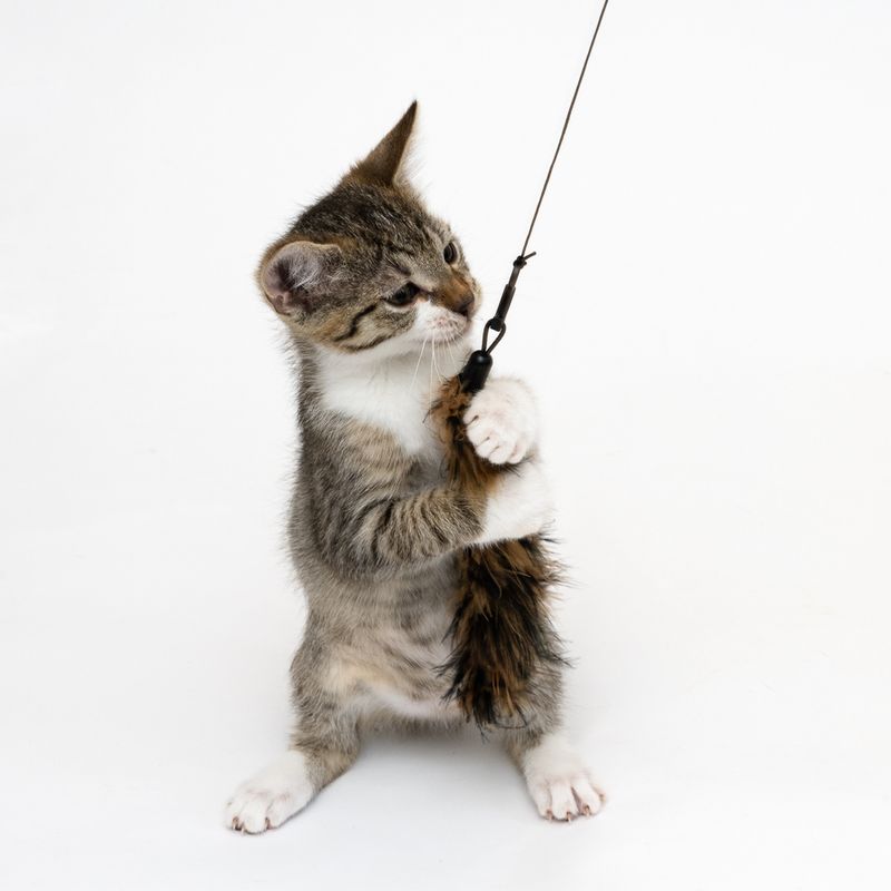 XXL 3-in-1 Cat Dangler Toy 1 Toy