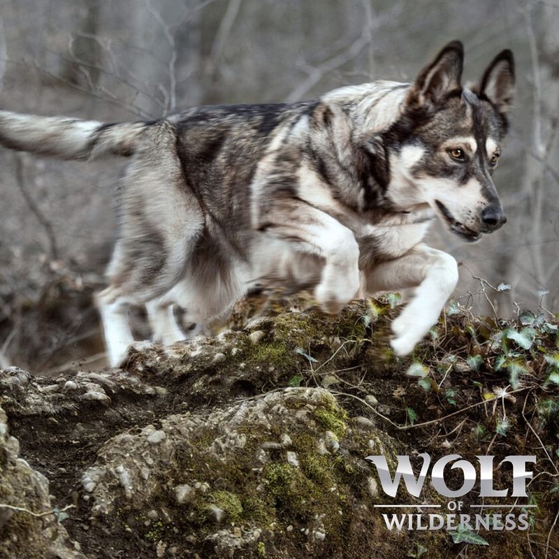 Wolf of Wilderness Adult \