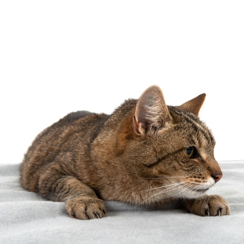 Heim Hygienic Blanket Grey: 140 x 100cm (L x W)