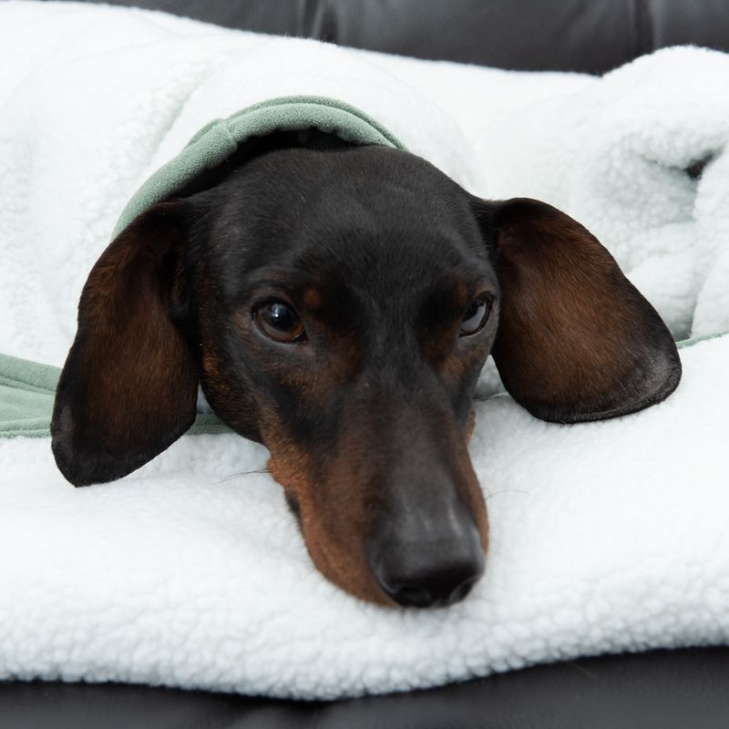 Modern Living Dog Blanket Victoria L 140 x W 125 cm