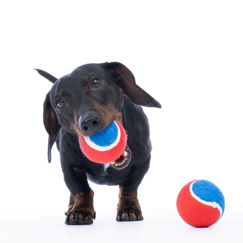 Warner Bros™ DC Superman Tennis Ball Set Set of 4 (each diameter 6.3cm)