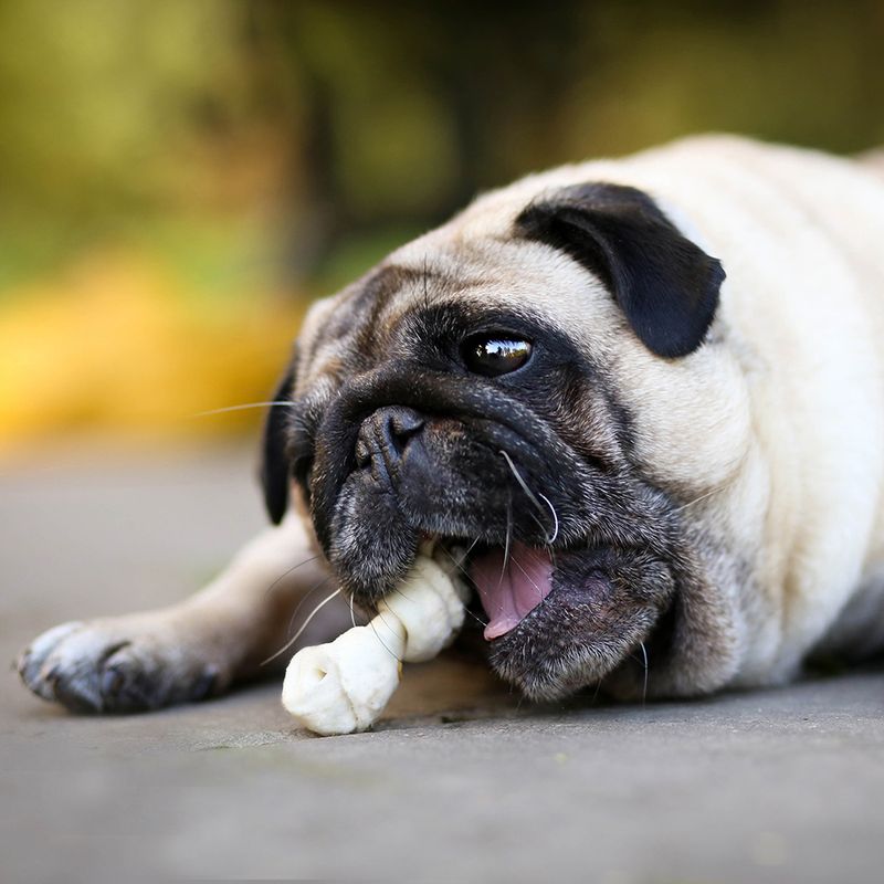 8in1 Pro Dental Chew Bones - Chicken XS (21 Bones)