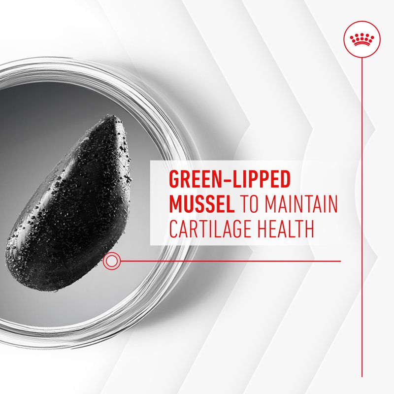 Royal Canin Joint & Ageing Adult Supplement Chews 240g (60 pieces)