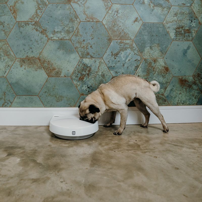 Cat Mate C300 Automatic Feeder 3-Meal Feeder