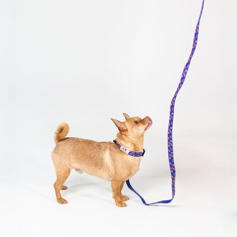 DC Superman Dog Lead 200cm Length, 20mm Width
