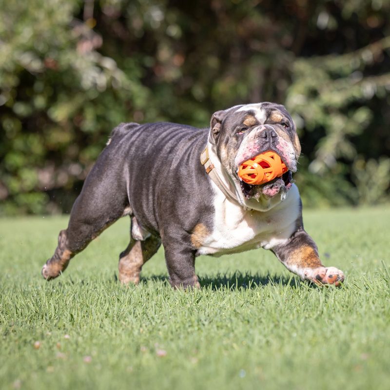 CHUCKIT! Air Fetch Football approx. 14 x 7.6cm (L x diameter)