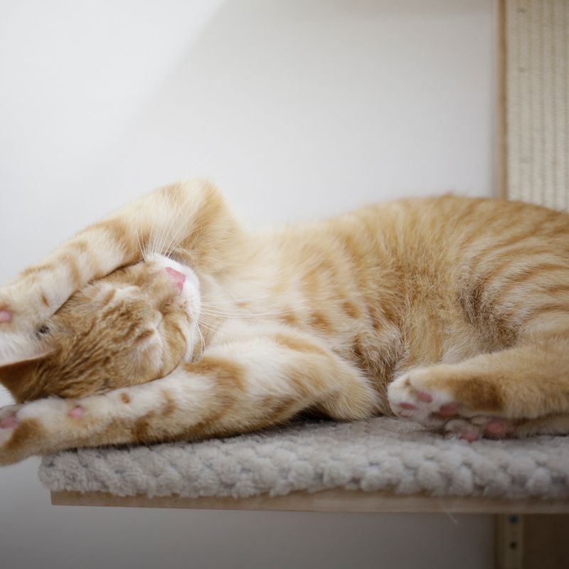 Kerbl Pet Timber Wall Scratching Post for Cats Natural / Grey