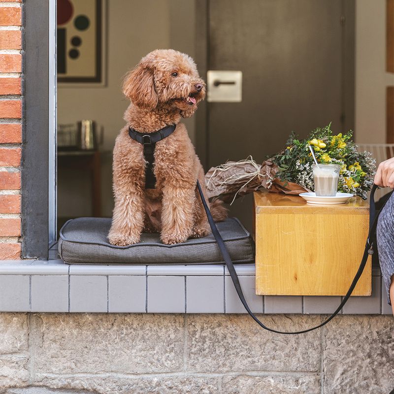 Nomad Tales Blush Dog Leash, ebony 200 cm long, 20 mm wide