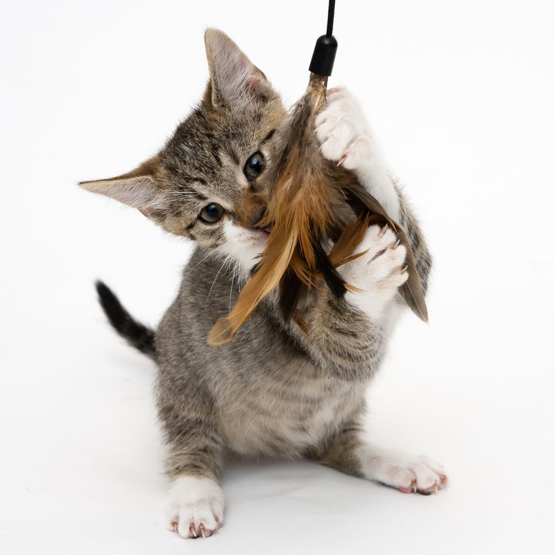 XXL 3-in-1 Cat Dangler Toy 1 Toy