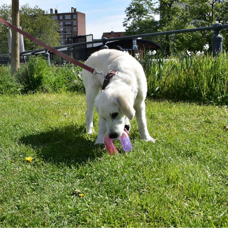 Bobby Dog Toy Pont Green: 11 x 11 x 11cm (L x W x H)