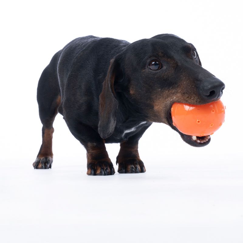 TIAKI Water Balloon Dog Toy 1 Toy