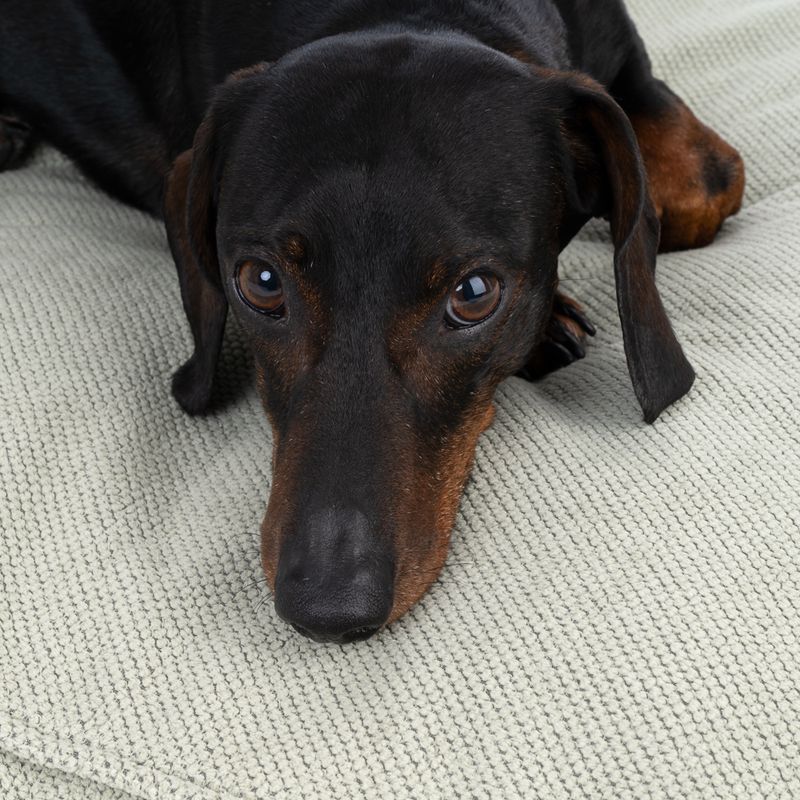 Modern Living Lombok Dog Bed Size M: 80 x 60 x 24 cm (L x W x H)