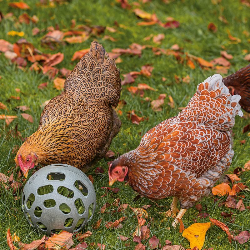 beeztees Snack Ball for Chickens 1 Ball
