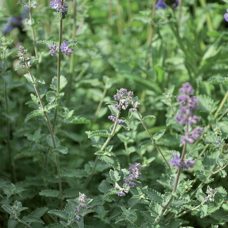 Aumüller Cat Play Pillow Leo Lion 1 piece