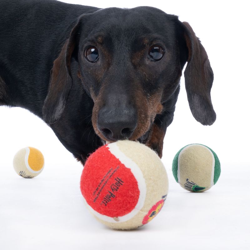 Harry Potter Hogwarts Tennis Ball Set 4 Balls (diameter 6.3cm each)