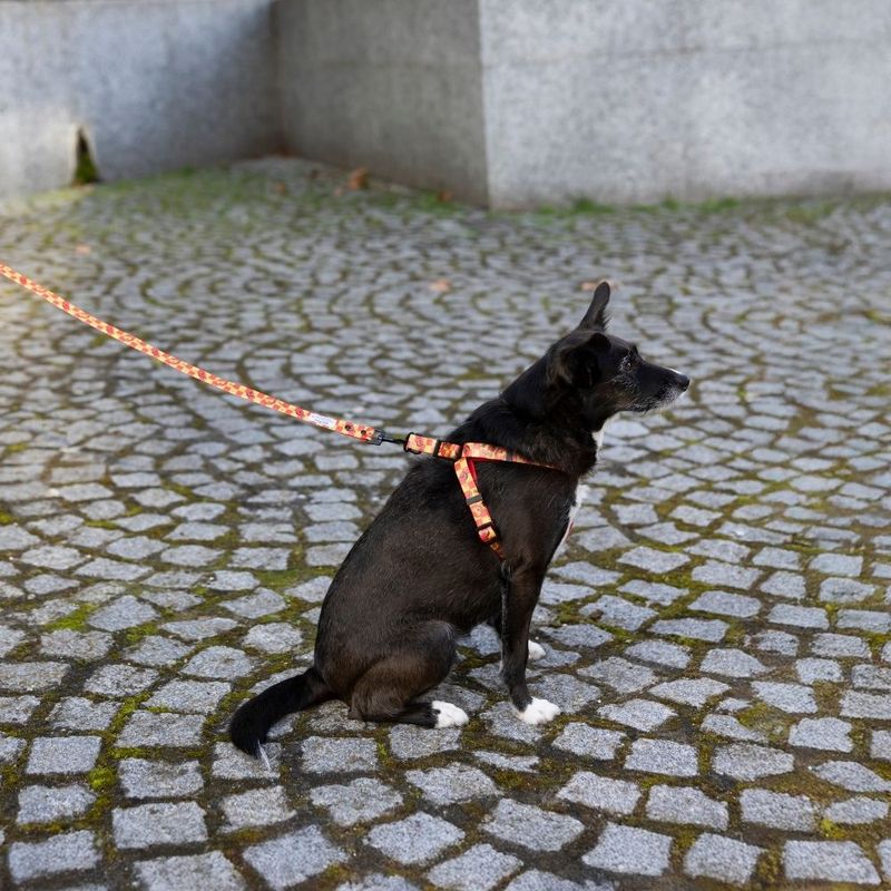 Harry Potter Gryffindor Harness Size S: Chest Circumference 39 - 51 cm