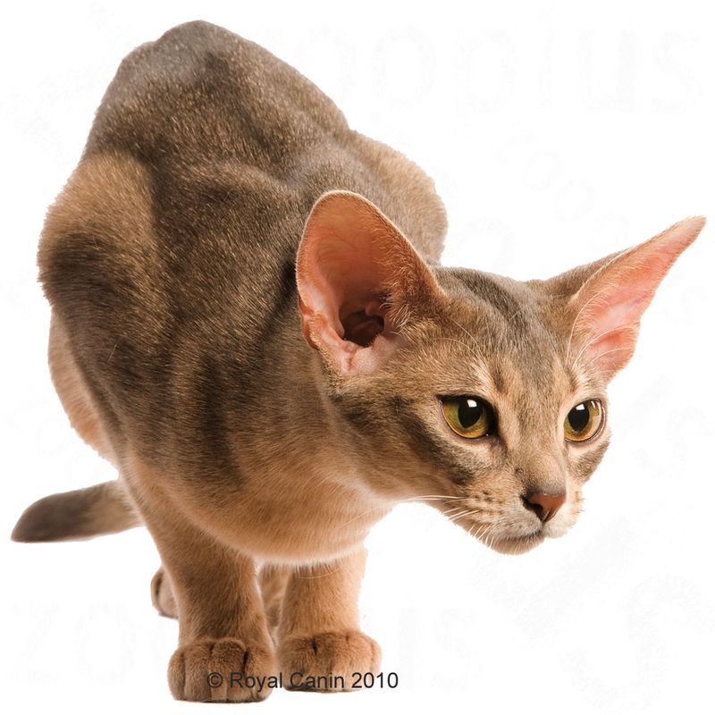 Royal Canin Protein Exigent 2kg