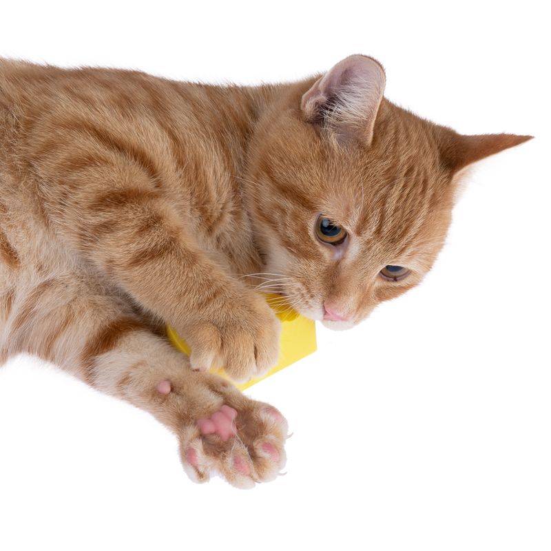 TIAKI cat toy catnip cheese 6.5 x 6.3 x 4.6 cm