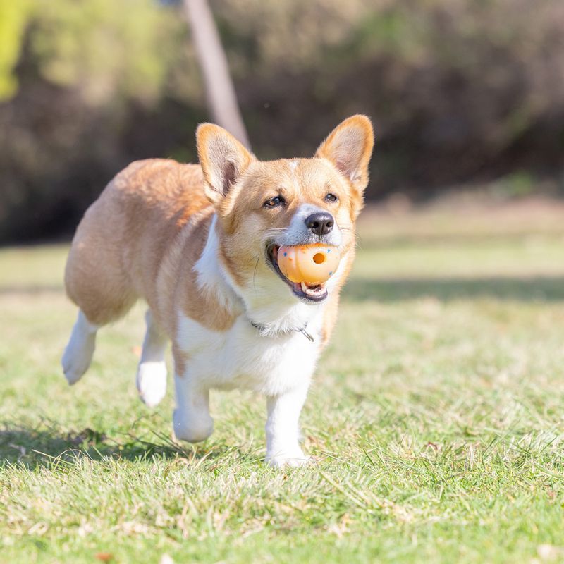 Chuckit! Birthday Fetch Ball 6.5 cm (W)