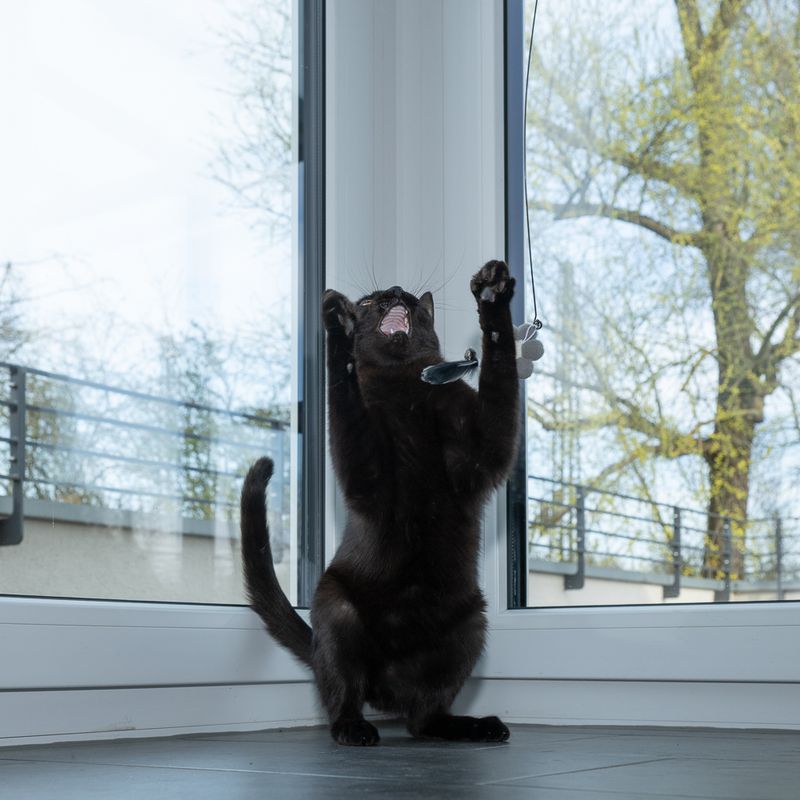 zooplus Basics 4-in-1 Interactive Cat Toy Dangler (95cm), 4 Attachments (each 15cm)