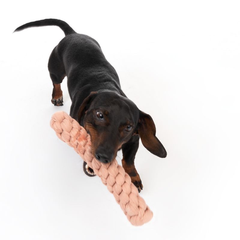 Modern Living Tarifa Dog Toy 4 x 24.5cm (diameter x L)