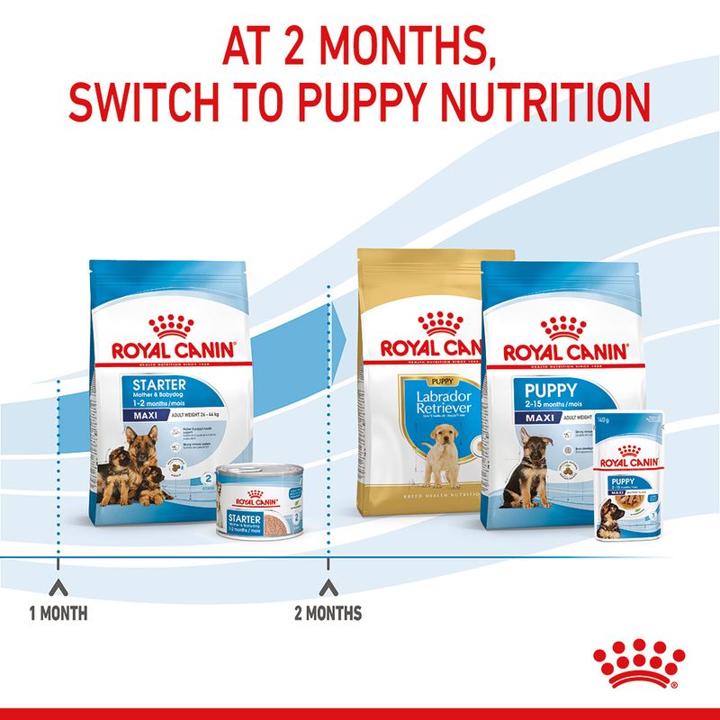 Royal Canin Maxi Starter Mother & Babydog 4kg
