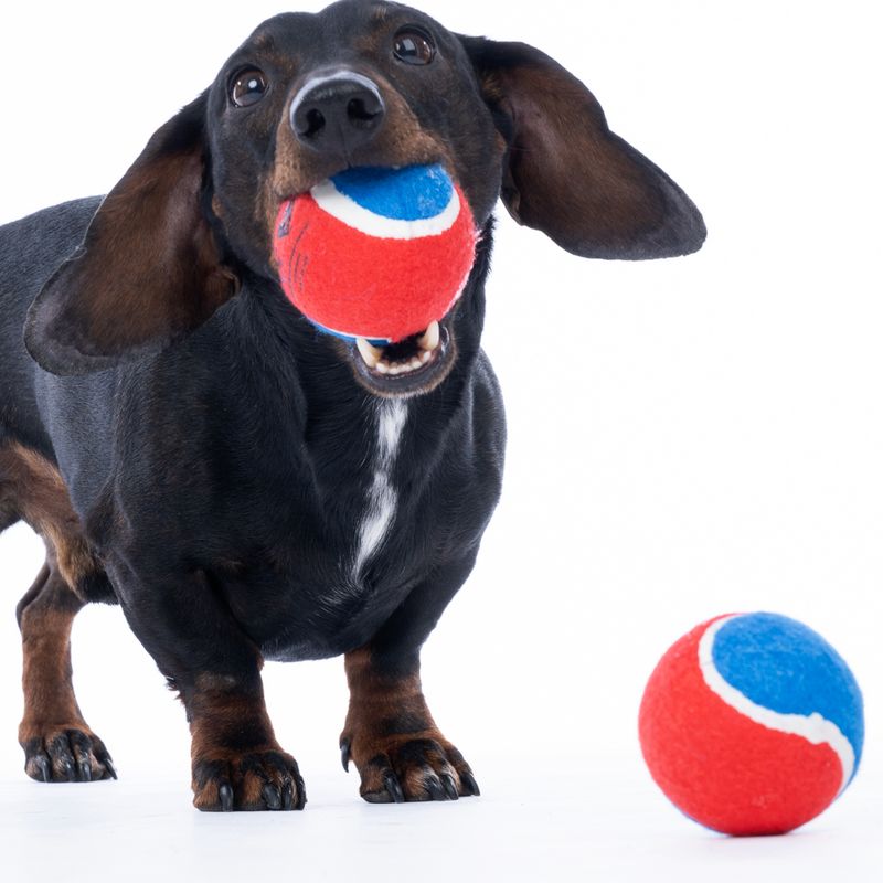 Warner Bros™ DC Superman Tennis Ball Set Set of 4 (each diameter 6.3cm)