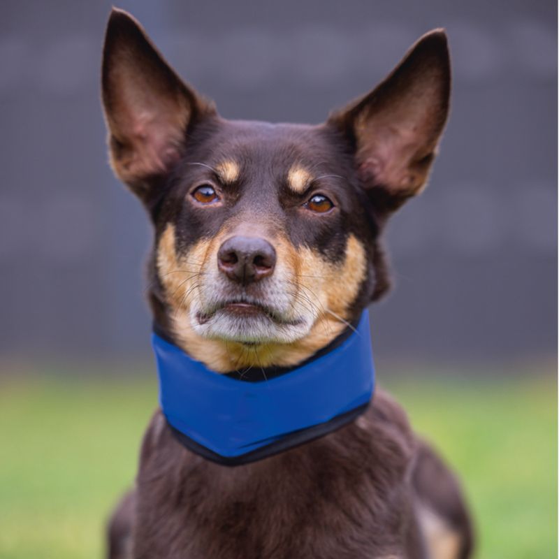 Beeztees Izi Quick Cooler Collar Size XS: approx. 22 - 30cm (Neck Circumference)