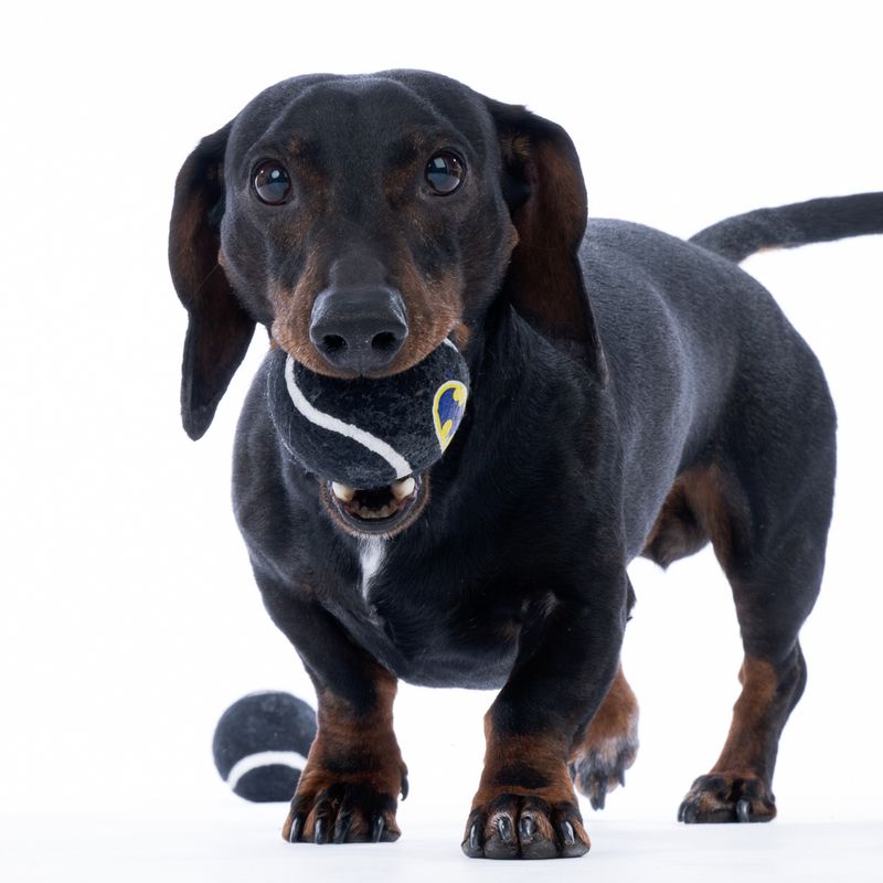 Warner Bros™ DC Batman Tennis Ball Set Set of 4 (each diameter 6.3cm)