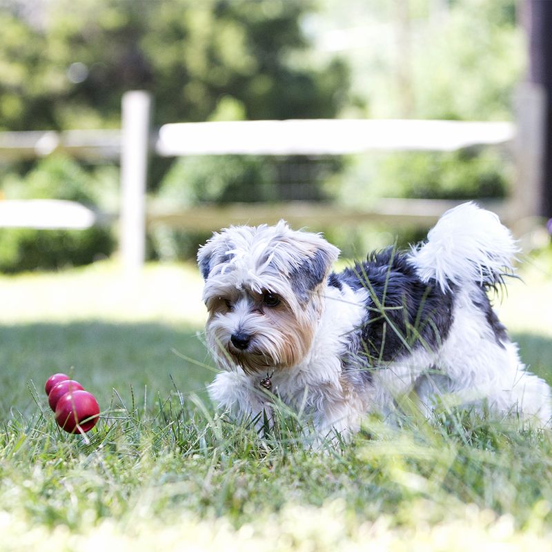 KONG Classic Red Extra Small
