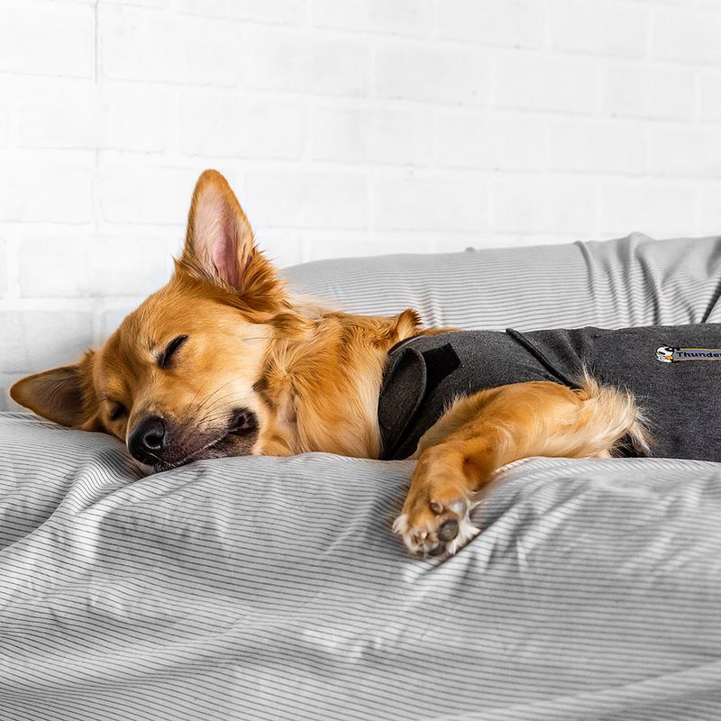 ThunderShirt® Calming Vest, grey approx. 30-41 cm back length (size XS)