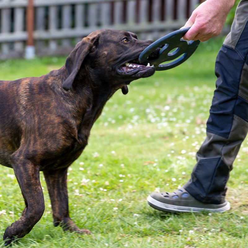 Nomad Tales Bloom Ultra-strong Fetch Disk Diameter 22 x H 1.25 cm