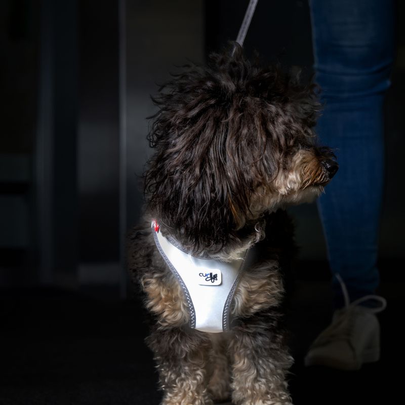 Curli Glow Clasp Vest Harness - Grey Size XS: Chest Circumference 33.9 - 38.2cm