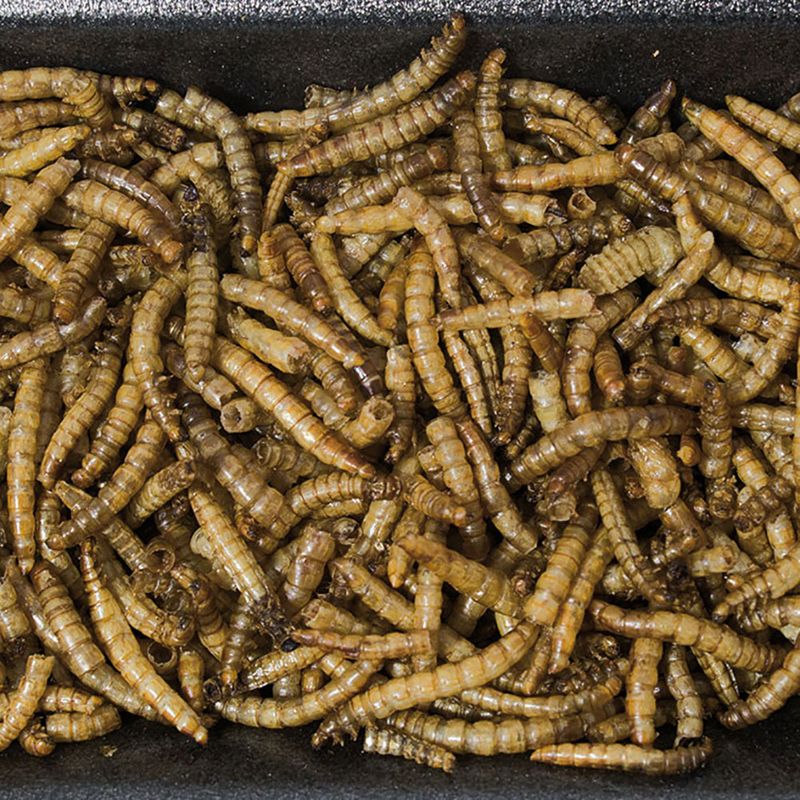 JR Farm Mealworms 70g