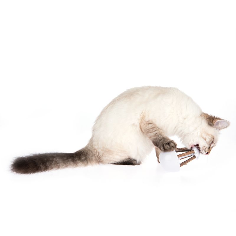 Rocky Cat Toy with Catnip 1 Toy