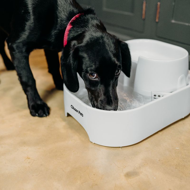 Dog Mate Pet Fountain 6l