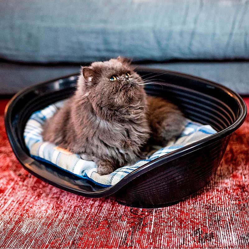 Ferplast cushion Scott, blue L 55 x W x H 36 x 8 cm