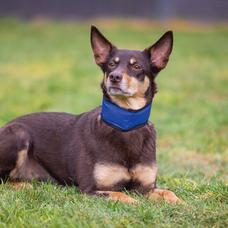 Beeztees Izi Quick Cooler Collar Size XS: approx. 22 - 30cm (Neck Circumference)