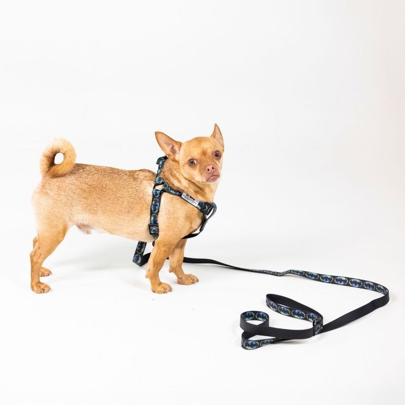 DC Batman Dog Lead 200cm Length, 20mm Width