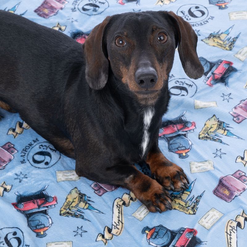 Warner Bros™ Harry Potter Hogwarts Express Pet Blanket 100 x 70 cm (L x W)