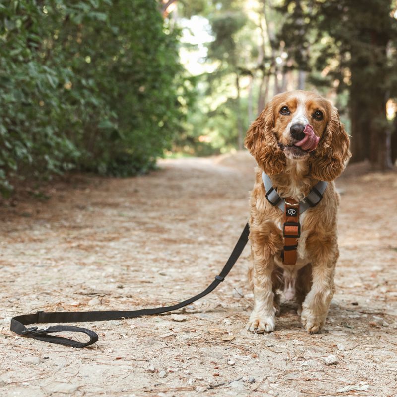 Nomad Tales Spirit Multi-Ring Harness Size S: approx. 40 - 58 cm Chest Circumference