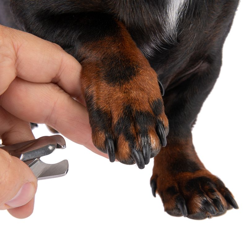 kooa Claw Clippers 16 x 5.5 x 1.6cm (L x W x H)
